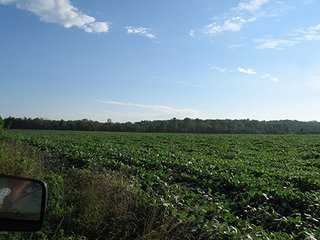 Property photo 4 - 80+/- Acres Land Auction offered in 5 Tracts